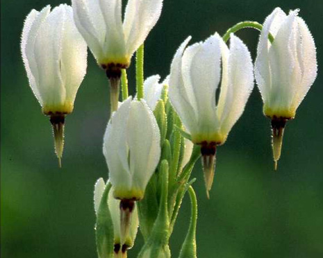 white tulip flowers