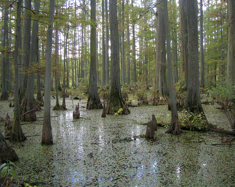 A serene swampy forest with tall trees and a water surface covered in green lily pads and foliage.