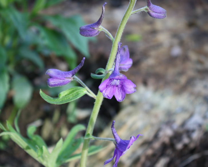 Vibrant purple flowers gracefully hanging from a green stem, set against an earthy backdrop.