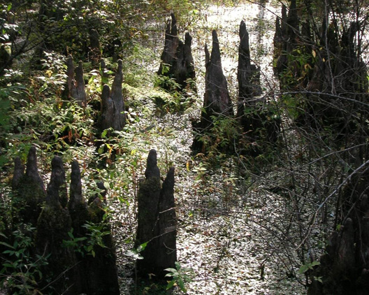 Swampy forest floor dotted with bald cypress knees rising above the water, shrouded in dappled sunlight.