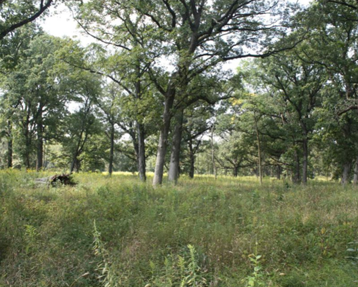 A serene meadow with lush green grass, spotted with mature trees and a hint of dappled sunlight filtering through the leaves.