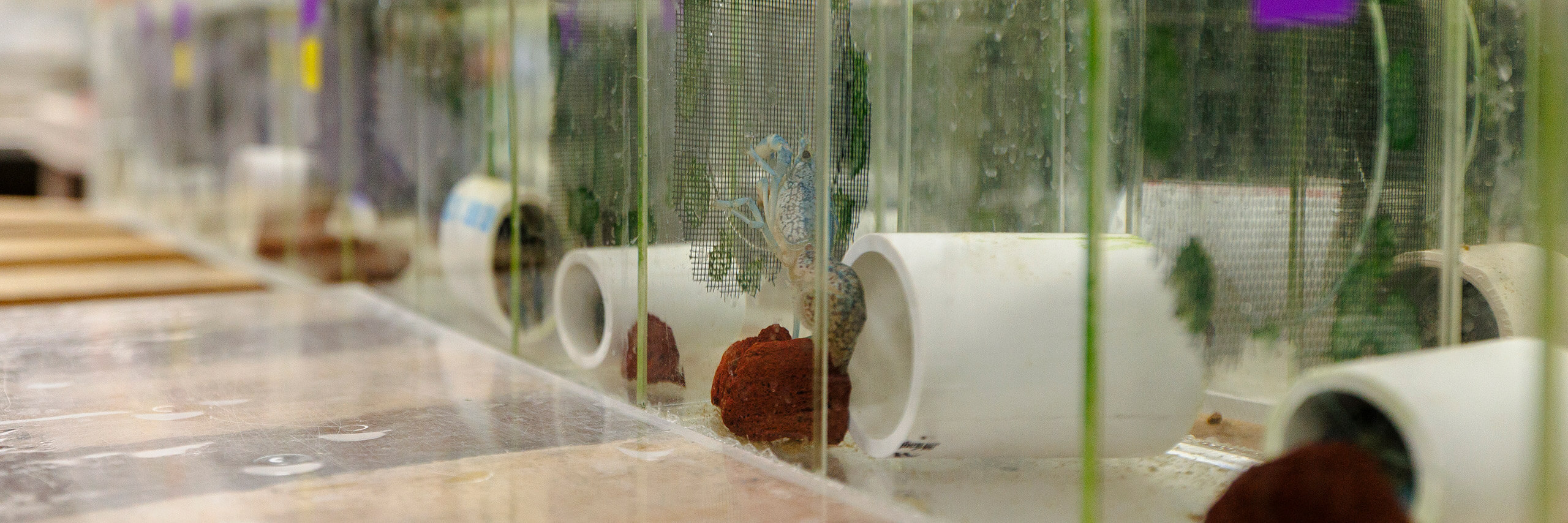 Dr Wolfgang Stein Crab Lab