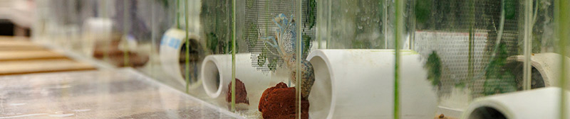 Dr Wolfgang Stein Crab Lab.