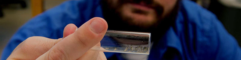 Person holding a glass slide with specimens in a lab.