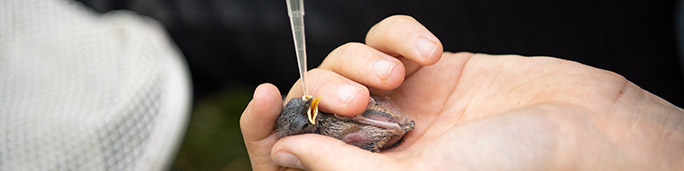 An individual holding a tiny bird in their hand.