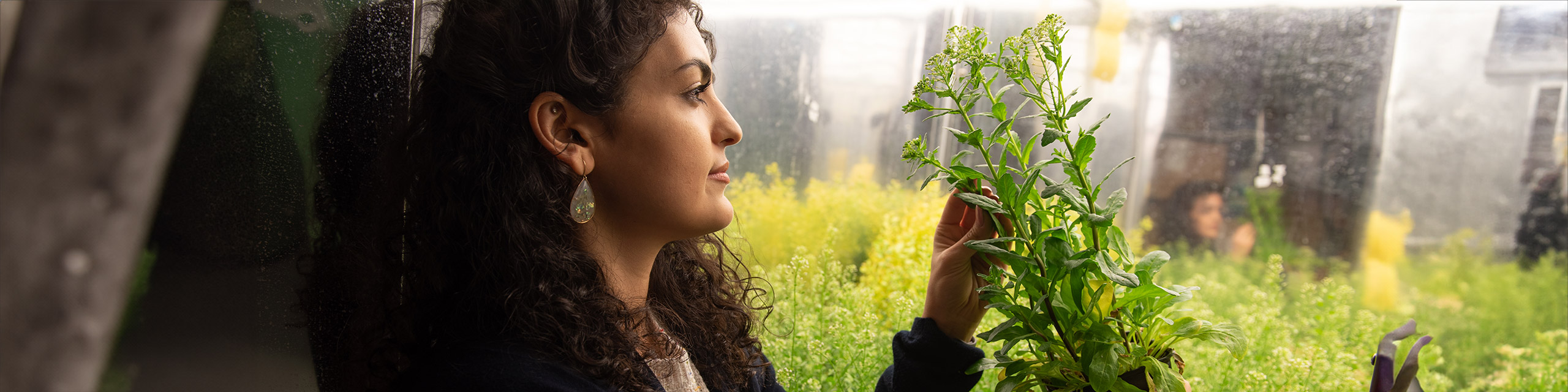 Woman observing plant in glass case.