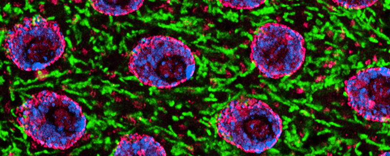 Mitochondrial Garden