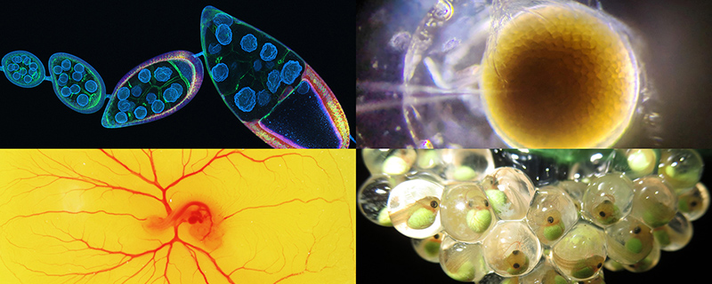 Microscope image of eggs.