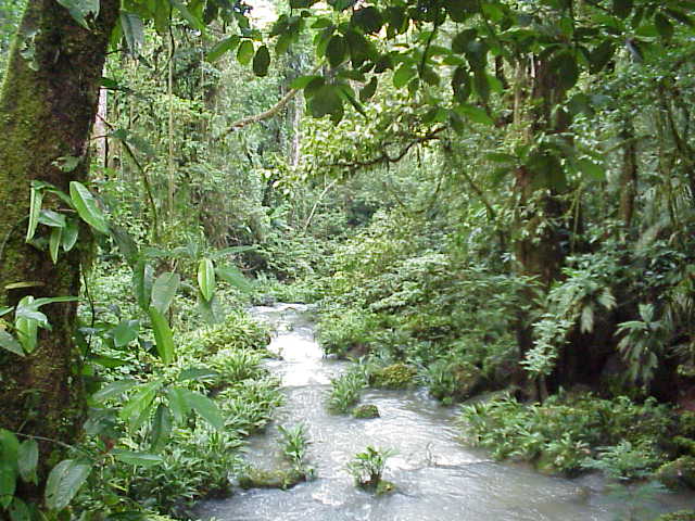 rainforest.jpg (69213 bytes)