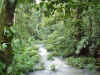 rainforest.jpg (69213 bytes)