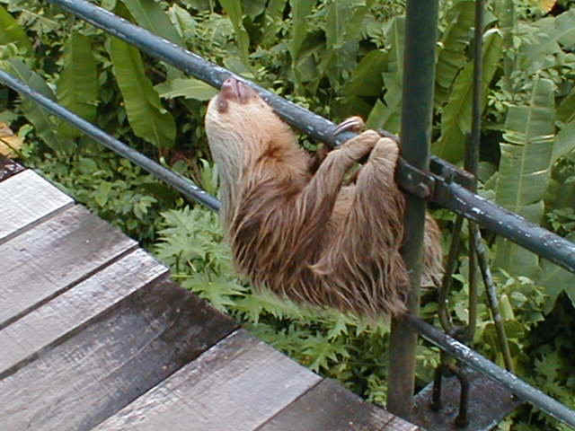 sloth2.jpg (87189 bytes)