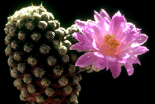 Member of cactus family, Cactaceae, in flower