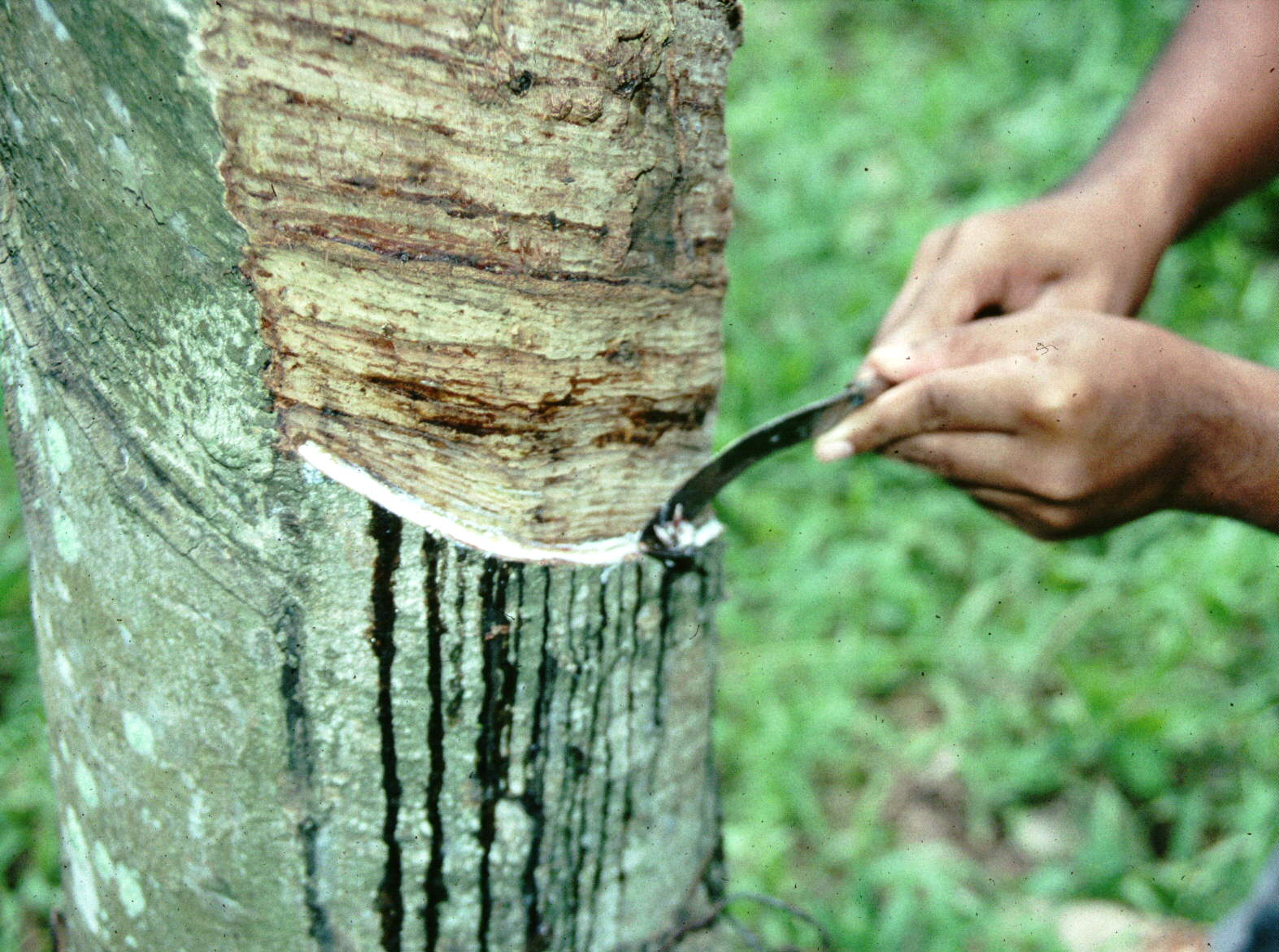 vrede Stout voorzichtig Tapping rubber tree